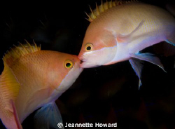 Kissing or fighting in the dark off a wreck in Sabang, Ph... by Jeannette Howard 